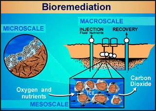 Bioremediation Bioremediation
