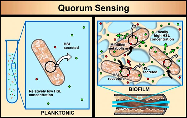 Quorum Sensing Quorum Sensing