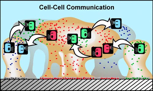 Cell-Cell communication Cell-Cell communication